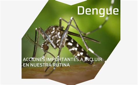 especialistas em dengue